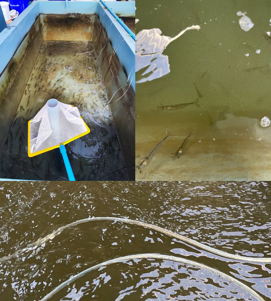 photo-collage.png-2
